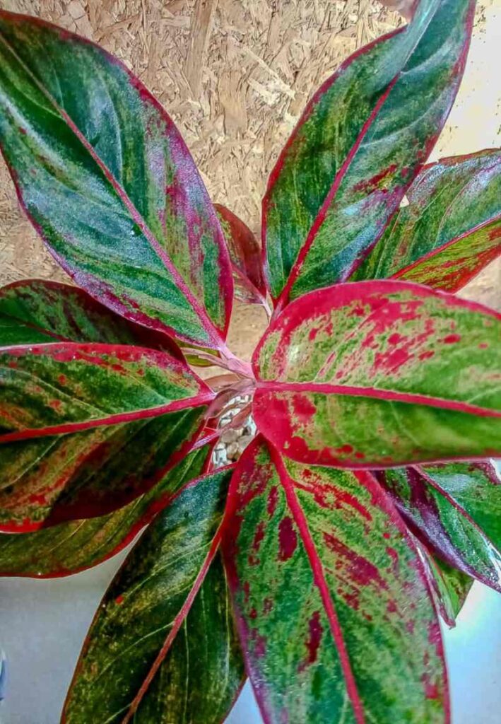 Chinese Evergreen - Indoor plant