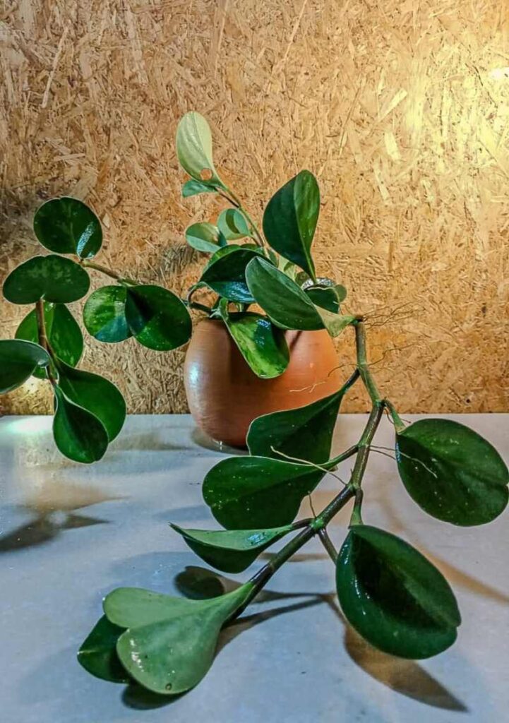 Peperomia - Indoor plant