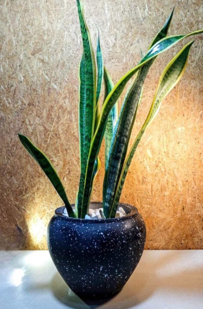 Snake Plant - Indoor plant