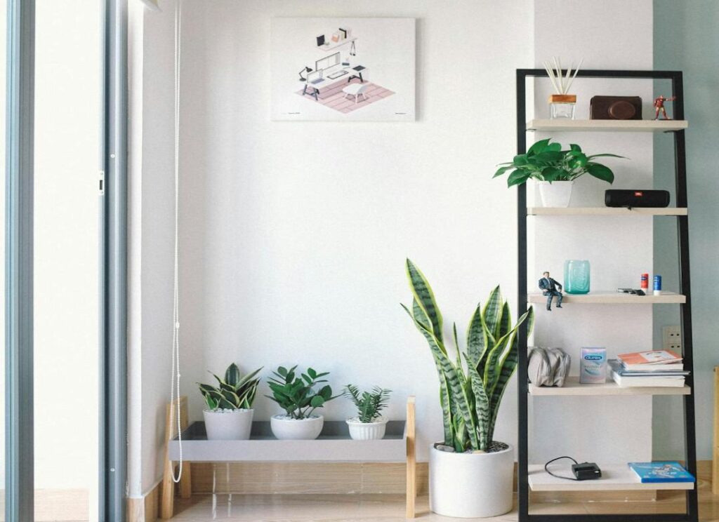 Plants in a shelf. Snake plant in a pot and three plants in a stand