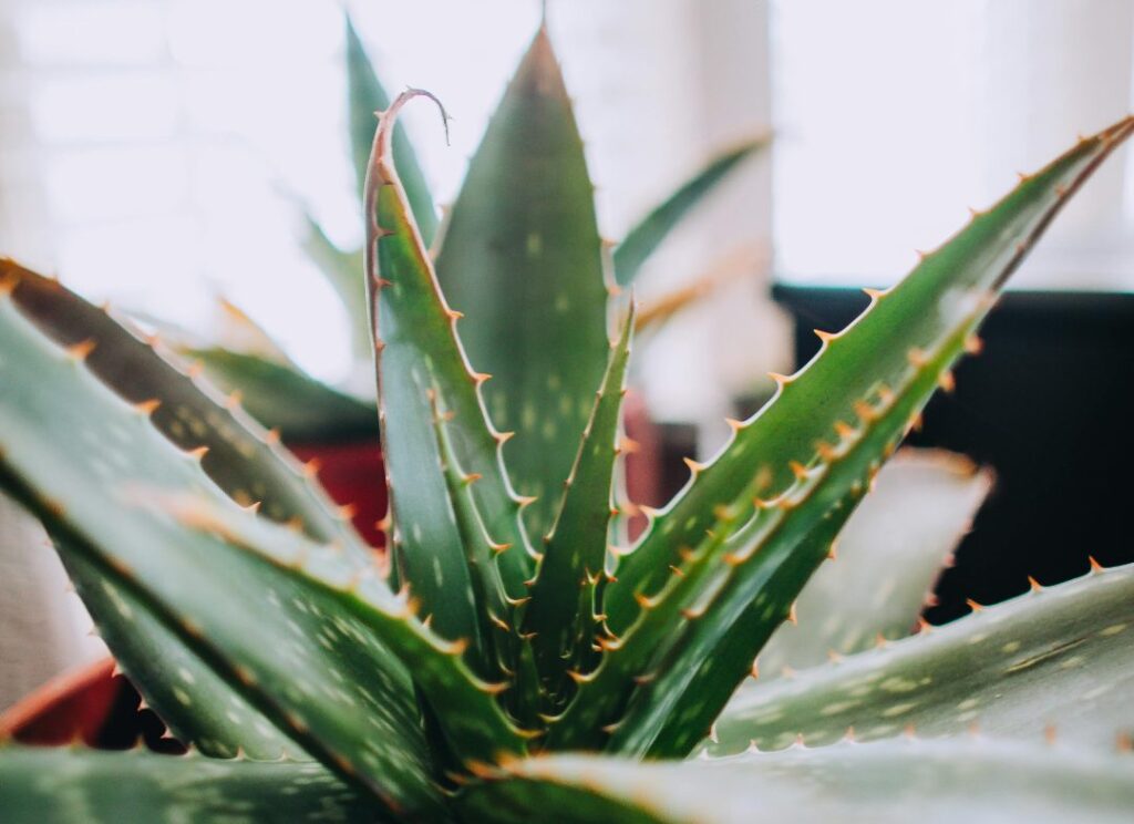 Aloe Vera Plant