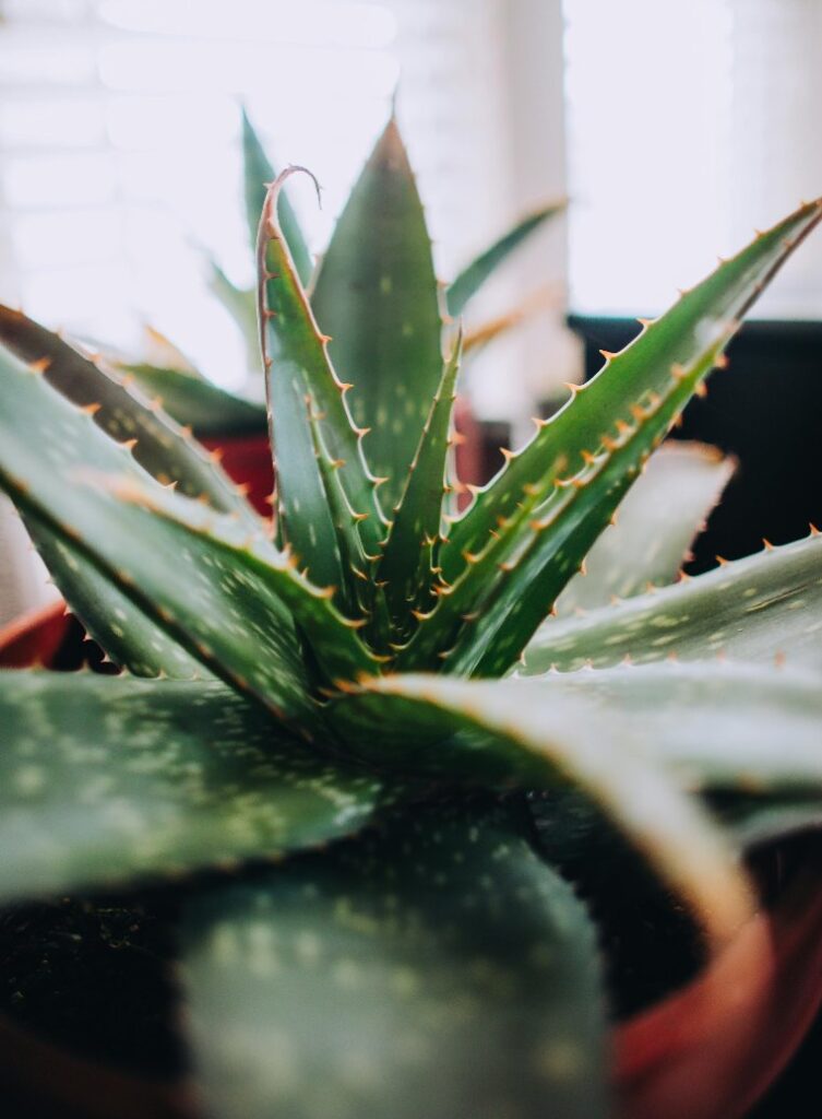 Aloe Vera - Indoor plant