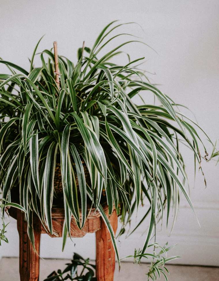 Spider Plant - Indoor plant