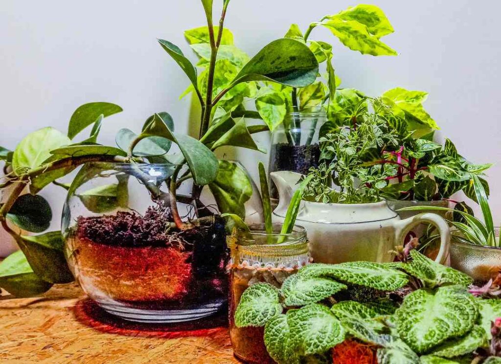 Plants in upcycled planters