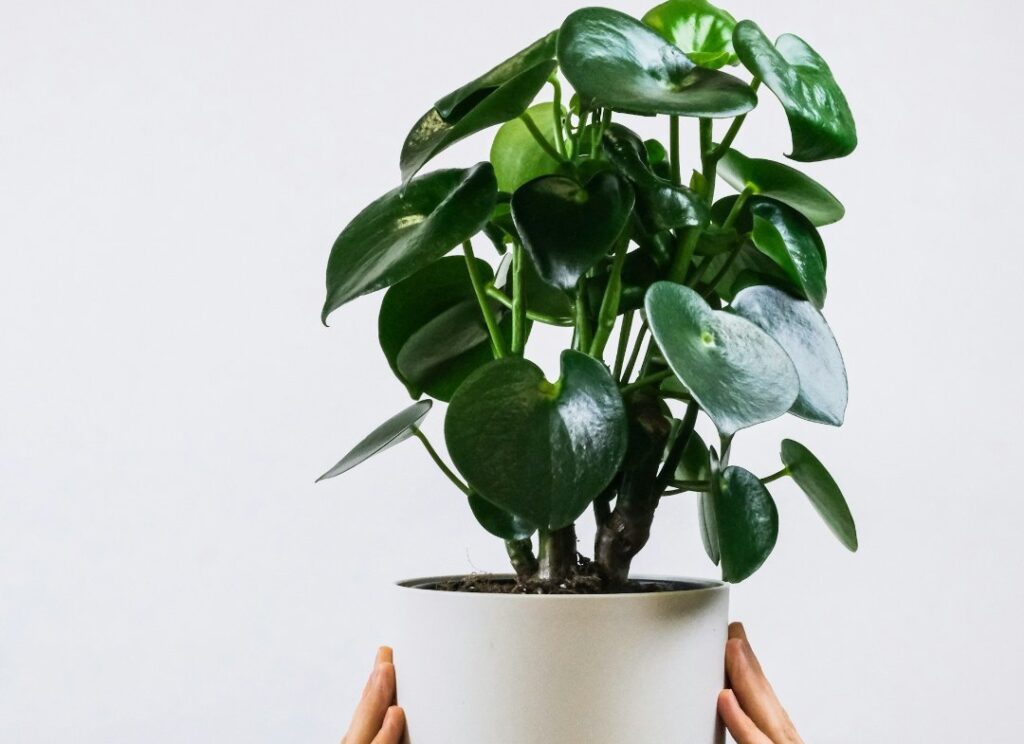 Peperomia Plant