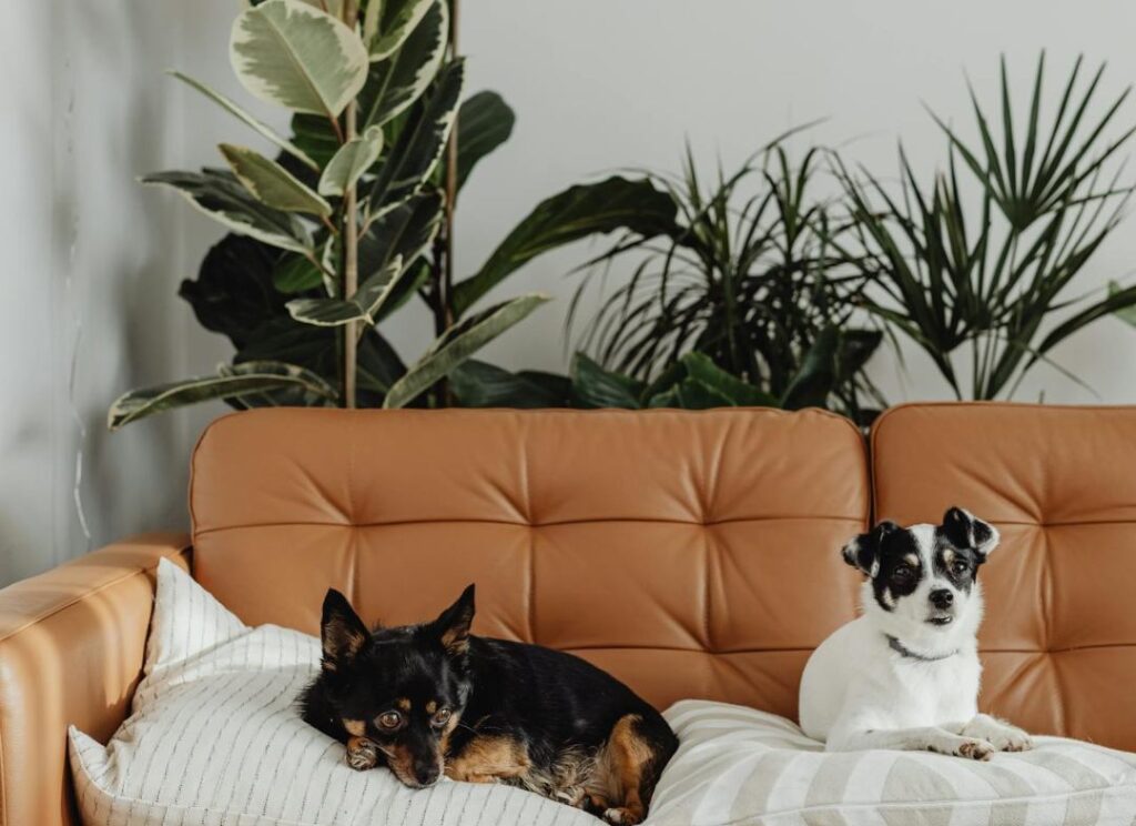 2 dogs on a sofa and plants