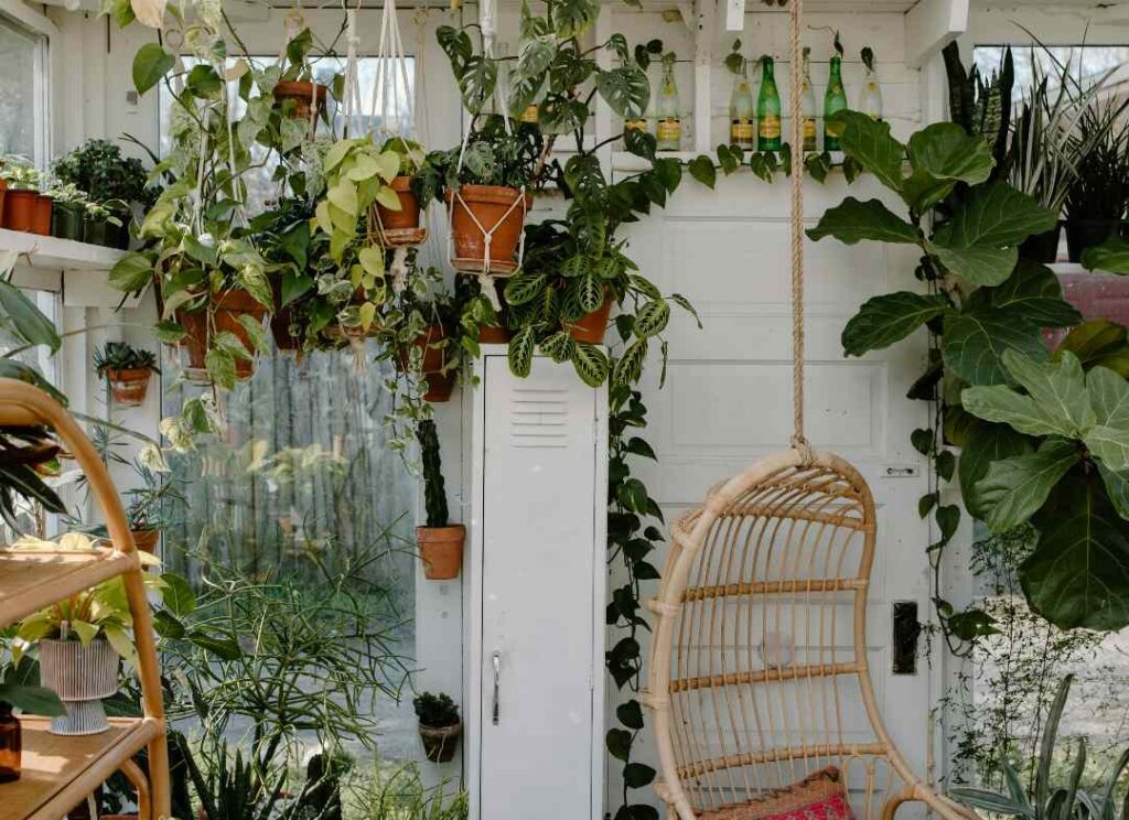 Hanging plants