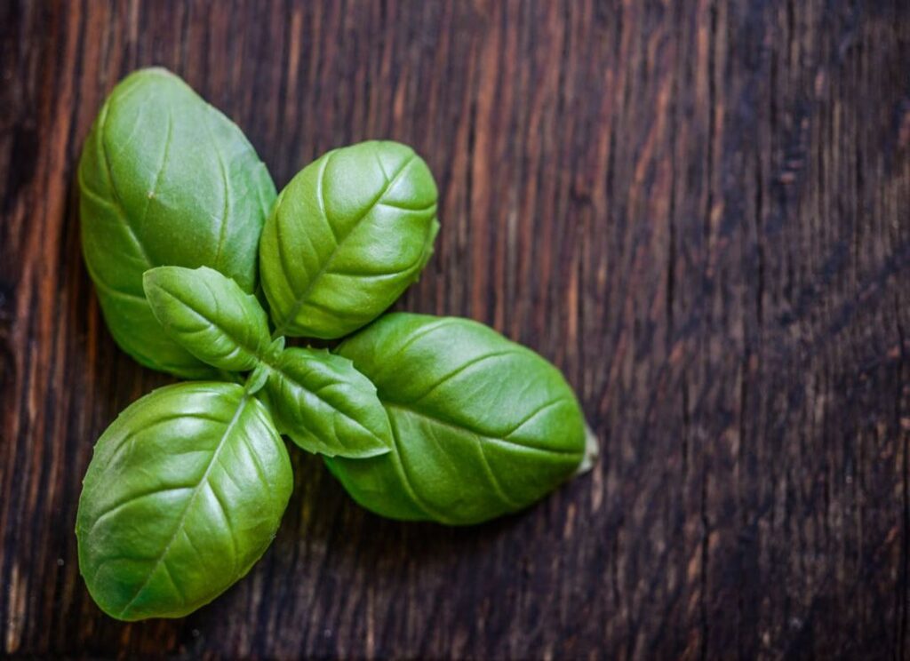 Basil leaves