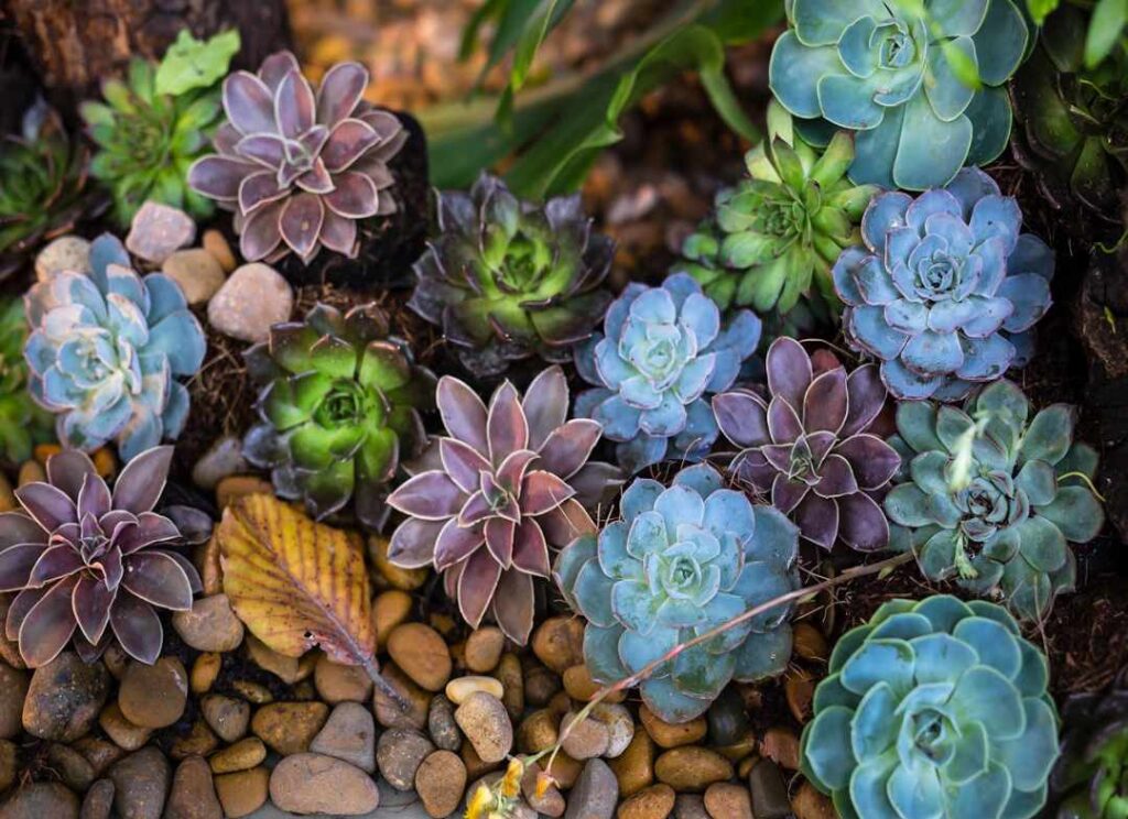 Succulents