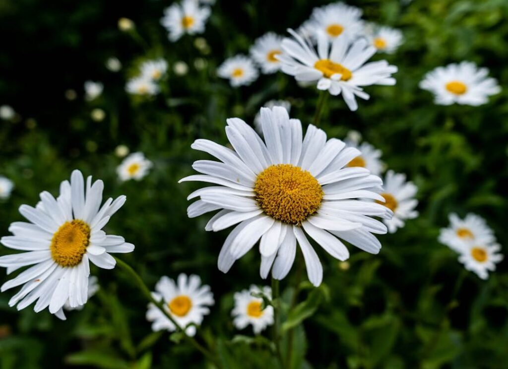 Daisies